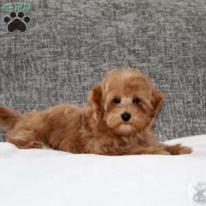 Humpty Dumpty, Maltipoo Puppy